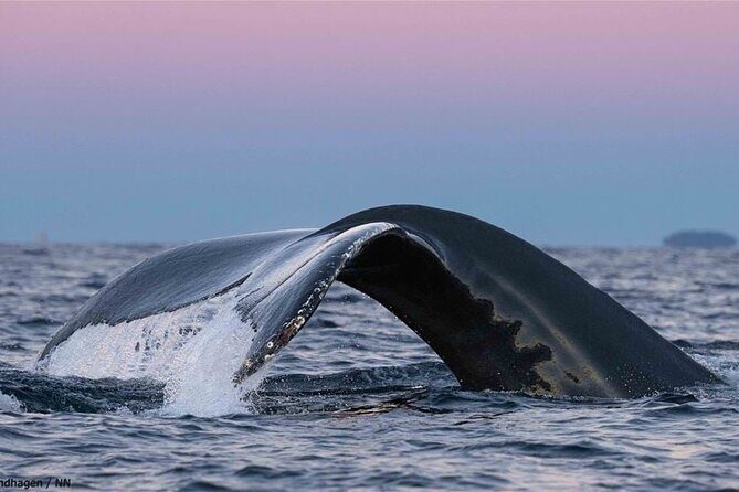 24hr Northern Lights & Whale Watching Cruise - Skjervøya Whale Watching: Why This Morning Feels Like a Bonus Day