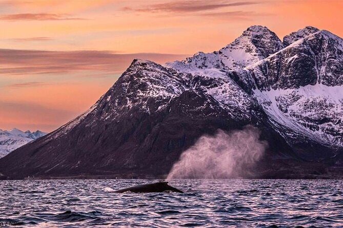 24hr Northern Lights & Whale Watching Cruise - Weather Reality Check: How to Prepare for an Uncertain Sky