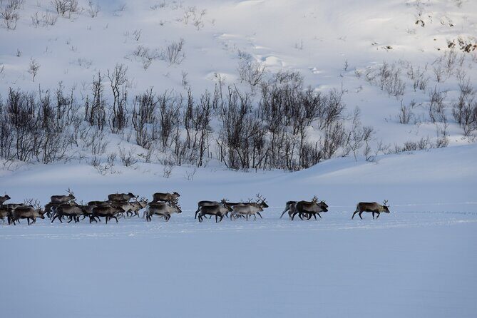 All-Inclusive Arctic Fjords and Sommarøy Scenic Tour - Photo Stops That Actually Help Your Photos