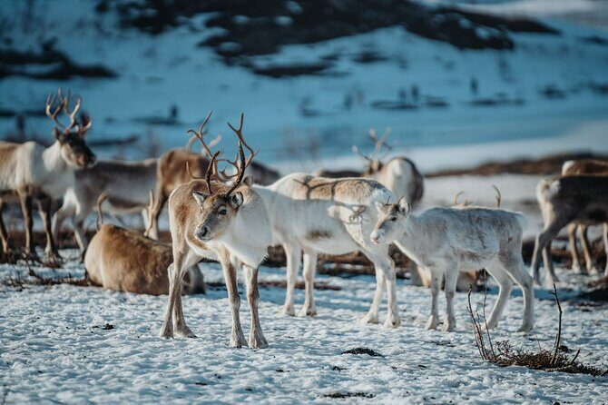 Arctic Fjords and Reindeer Experience – Small group tour - What to pack for a fjord-and-reindeer day in Tromsø