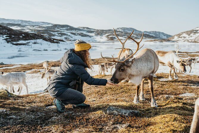 Arctic Fjords and Reindeer Experience – Small group tour - Should you book this Arctic Fjords and Reindeer experience?