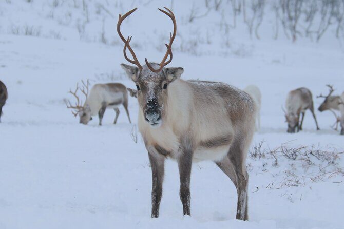 Arctic Fjords and Reindeer Experience – Small group tour - Sami reindeer feeding at Kattfjord skole: the real heart of the day
