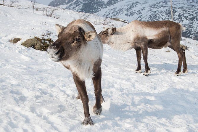 Arctic Fjords Road Trip - A Winter Fjords Road Trip That Fits Your Northern Lights Plans