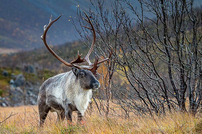Arctic Nature Tour from Tromsø by minibus - Your Arctic Gear: Thermal Suits, Boots, and Why It Matters