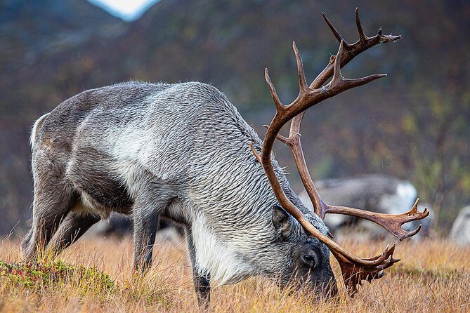 Arctic Nature Tour from Tromsø by minibus - Timing, Weather Limits, and How to Stay Comfortable