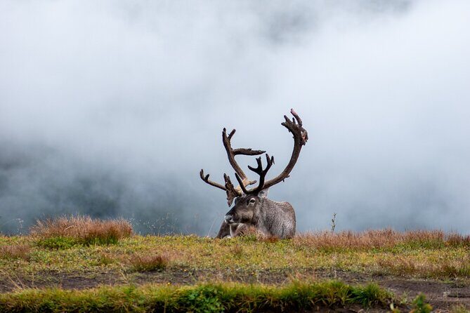 Arctic Wildlife and Fjord Sightseeing - Small-group guiding in English: the difference you feel in the van