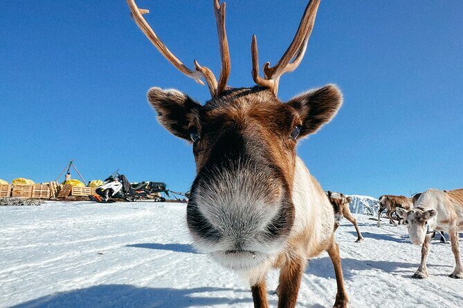 Exclusive Reindeers Experience in small groups, Tromso - Key things to know before you go