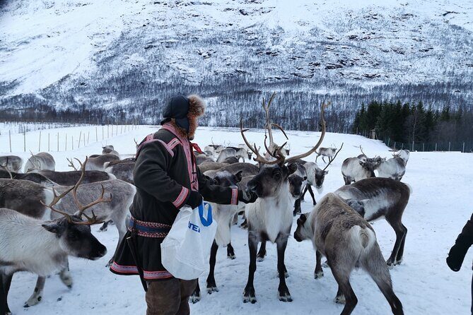Exclusive Reindeers Experience in small groups, Tromso - The Sámi welcome: stories, herding life, and real people