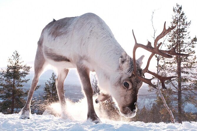 Exclusive Reindeers Experience in small groups, Tromso - Heating up in the cabin: tea, bouillon, and the small comfort wins