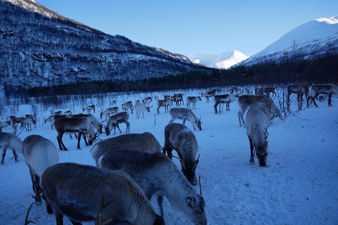 Exclusive Reindeers Experience in small groups, Tromso - Timing tips for Tromsø winter: what to wear and what to expect outdoors