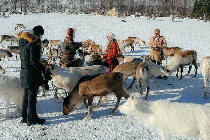Exclusive Reindeers Experience in small groups, Tromso - Feeding reindeer like you mean it: bread, behavior, and antler lasso practice