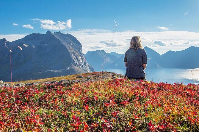 Fjord Expedition: Arctic Adventure Awaits - What’s Included (and the One Thing to Watch): Transport, Beverages, Lunch