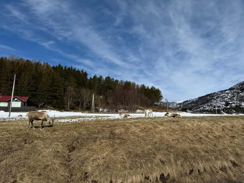 Fjord Foto Tour to Sommaroy (Roadtrip) - Why Sommarøy is the perfect island stop for a short Arctic day