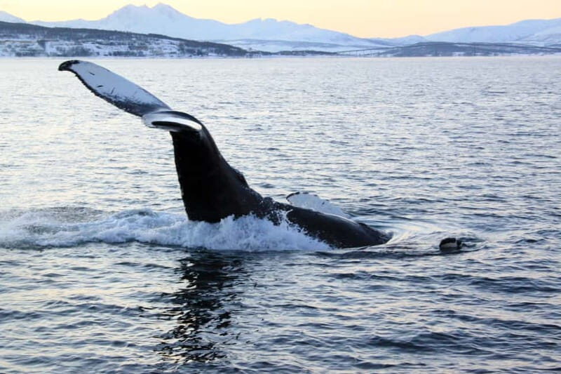 From Tromsø: All-Inclusive Whale & Orca Safari - Key things I’d plan around