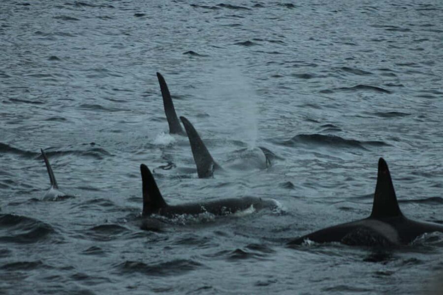 From Tromsø: All-Inclusive Whale & Orca Safari - Why the Tromsø to Skjervøy route matters for orcas