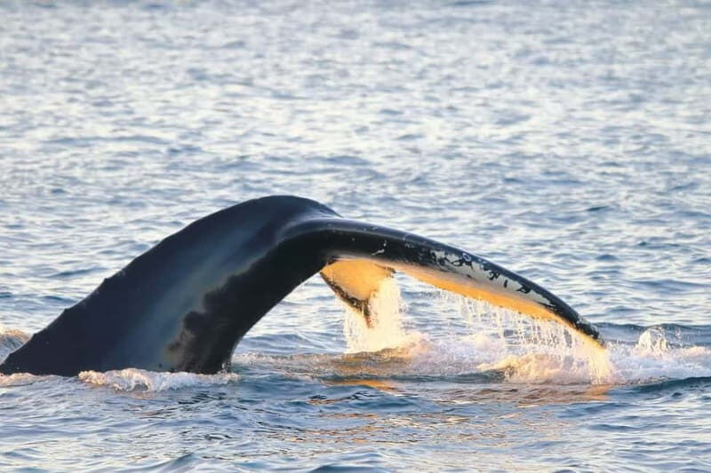From Tromsø: All-Inclusive Whale & Orca Safari - The first 2.5 hours: fjords, birds, and the reality of sea time