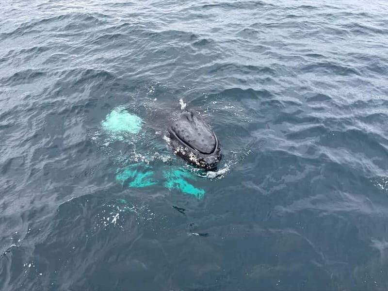 From Tromsø: All-Inclusive Whale & Orca Safari - Skjervøy whale watching: how spotting works when conditions cooperate
