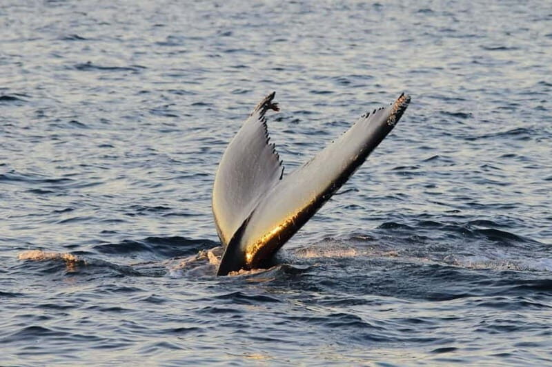 From Tromsø: All-Inclusive Whale & Orca Safari - Food and warmth: the all-inclusive value check