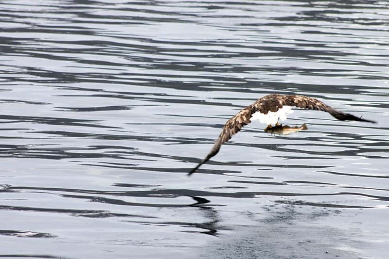 From Tromsø: All-Inclusive Whale & Orca Safari - How to photograph whales without losing your hands (or your patience)