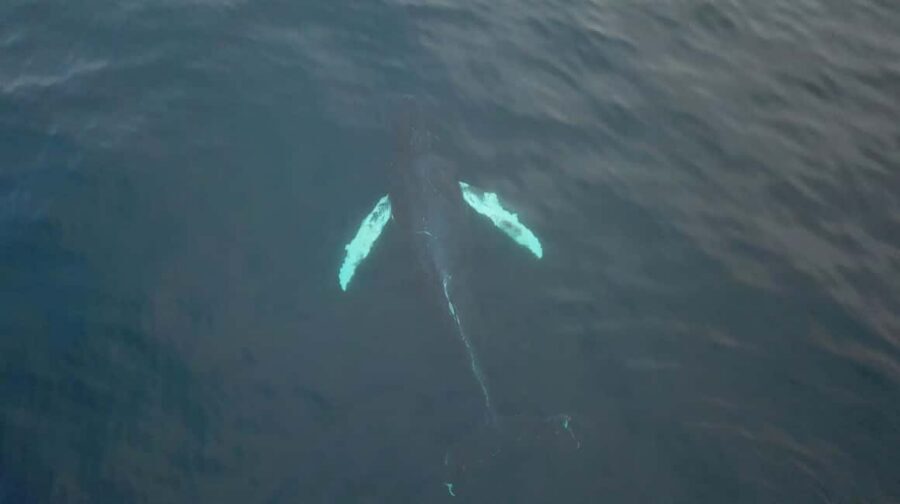From Tromsø: All-Inclusive Whale & Orca Safari - Getting on board: comfort you’ll actually use