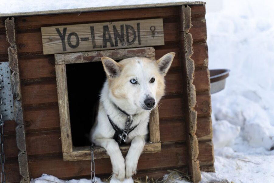 From Tromsø: Fun and Easy Dog Sledding Adventure - Why This Tromsø Dog Sled Ride Feels So Easy