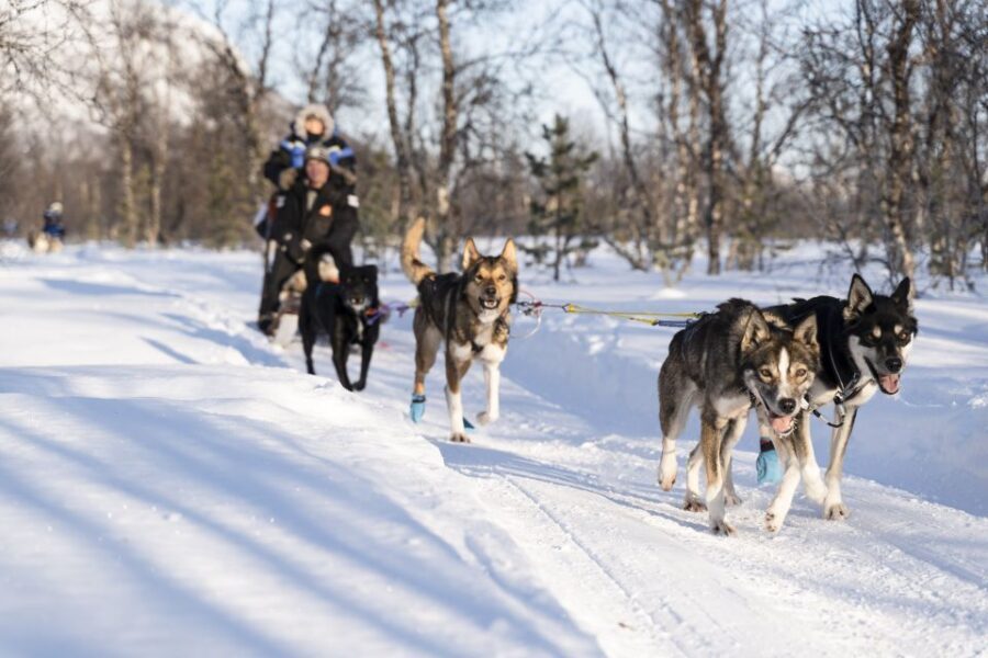 From Tromsø: Fun and Easy Dog Sledding Adventure - At the Camp: Getting Fitted and Learning the Sled Basics