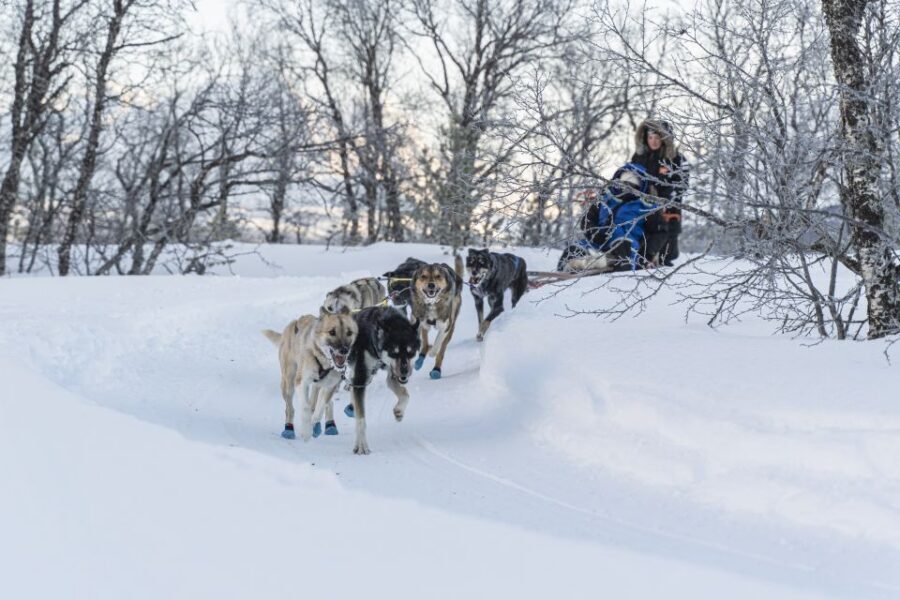 From Tromsø: Fun and Easy Dog Sledding Adventure - Self-Drive Husky Sledding With a Midway Swap (and Better Photos)