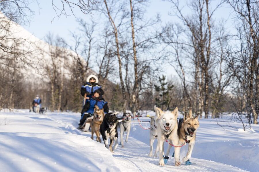 From Tromsø: Fun and Easy Dog Sledding Adventure - The Lyngen Alps Backdrop: Open Fields, Forest Trails, and Arctic Scale