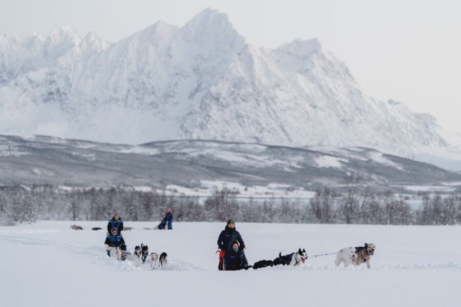 From Tromsø: Fun and Easy Dog Sledding Adventure - Warm Up in a Lavvu: Hot Drinks, Cake, and Sami Tent Comfort