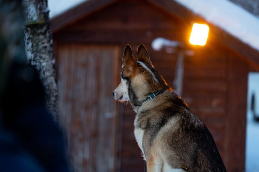 From Tromsø: Fun and Easy Dog Sledding Adventure - Price and Value: What You’re Paying For at $282 Per Person