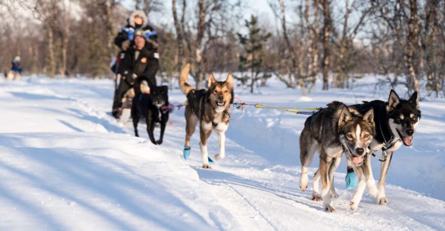 From Tromsø: Fun and Easy Dog Sledding Adventure - The Route From Tromsø to Breivikeidet: 50 Minutes That Sets the Tone