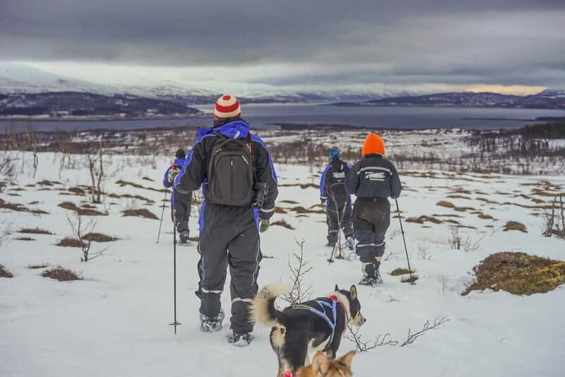 From Tromsø: Guided Husky Snowshoe Hike and Husky Camp Visit - From Tromsø to Kvaløya Husky Camp: How You Get There and What It Feels Like