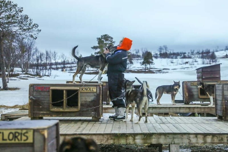 From Tromsø: Guided Husky Snowshoe Hike and Husky Camp Visit - Who This Tour Suits Best (and When to Choose Something Else)
