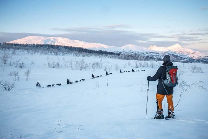 From Tromsø: Guided Husky Snowshoe Hike and Husky Camp Visit - Meeting the Huskies and Puppies: Why This Camp Time Is the Main Event