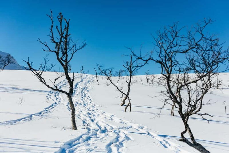 From Tromsø: Snowshoeing Hike with Picnic Lunch and Photos - Equipment and warmth: snowshoes, poles, and thermal suit gear