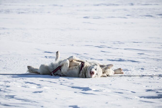 Fun & Easy Dog Sledding Adventure from Tromsø - Early Bird Tour - Quick hits (what makes this tour work)