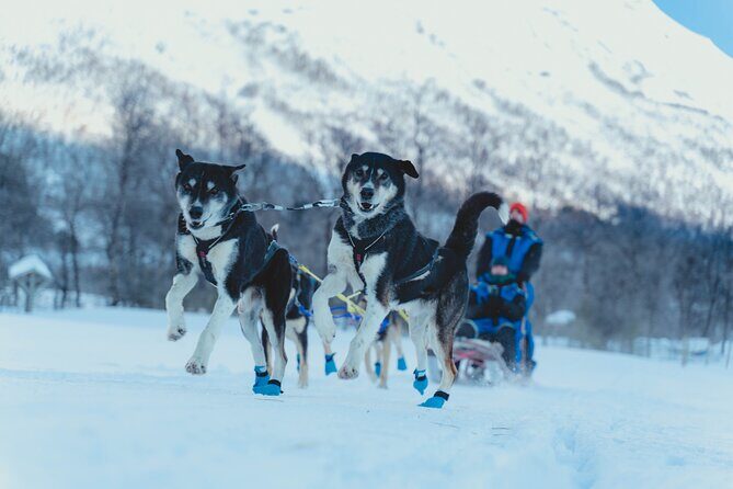 Fun & Easy Dog Sledding Adventure from Tromsø - Noon Tour - Key Things I’d Mark on Your Mental Map