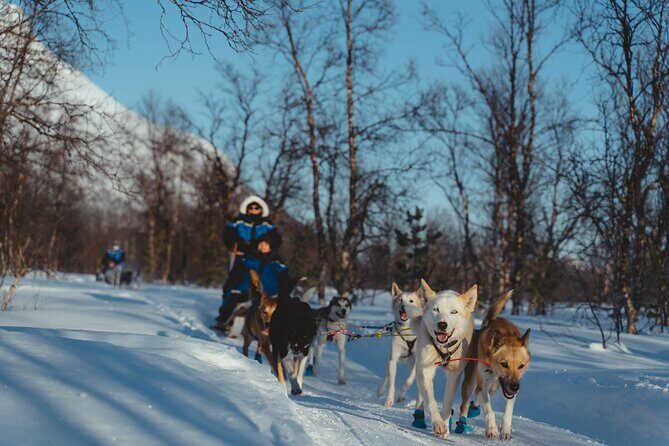 Fun & Easy Dog Sledding Adventure from Tromsø - Noon Tour - Tromsø Noon Dog Sledding: Exactly What You’re Buying
