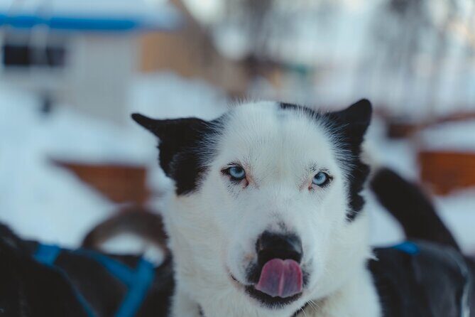 Fun & Easy Dog Sledding Adventure from Tromsø - Noon Tour - Husky Time Before You Drive: Meet the Team