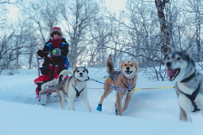 Fun & Easy Dog Sledding Adventure from Tromsø - Noon Tour - Gear That Actually Works: Thermal Suit, Mittens, Hat, Shoes