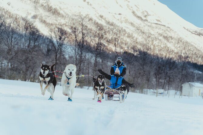 Fun & Easy Dog Sledding Adventure from Tromsø - Noon Tour - The 45-Minute Transfer to the Husky Farm (And Why It Matters)