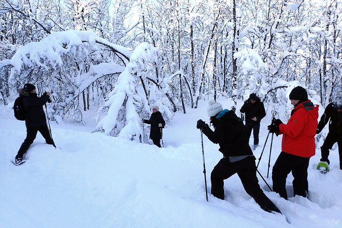 Guided Snowshoe Walk on Tromsoya Island in Tromso - The walk itself: mostly-flat forest paths, birch and spruce views, and photo breaks