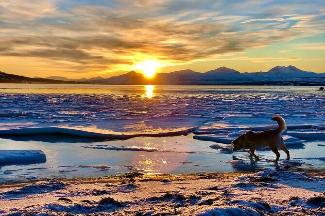 Half-Day Scenic Wildlife & Photographic Fjord Tour. - Kvaløya’s winter wildlife theme: what you might see, and what you should not promise yourself