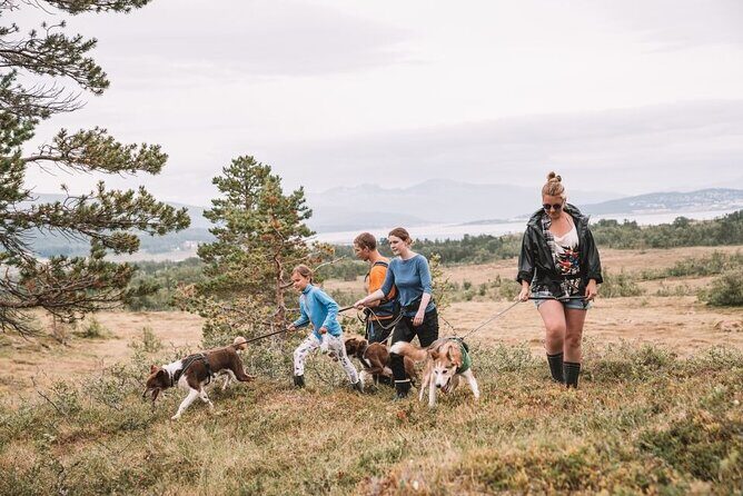 Husky Hike and Puppy Visit with Lunch - The husky hike: what rotating dog handling feels like