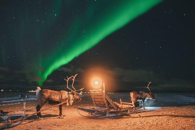 Night Reindeer Sledding with Camp Dinner and Chance of Northern Lights - Meeting 300 reindeer: up close, hands-on, and a bit intense