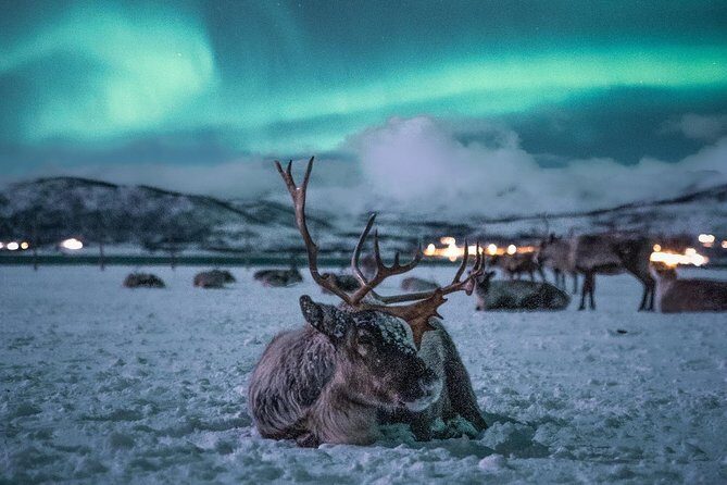 Night Reindeer Sledding with Camp Dinner and Chance of Northern Lights - Group size and comfort: what matters when it’s cold and dark