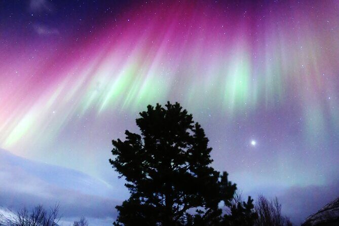 Northern Lights Big Bus Chase with Free Photos - Arctic Aurora With a Moving Bus Plan in Tromsø