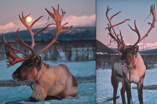 Overnight Stay with Reindeer Sledding & Feeding - Sami Dinner in the Lavvu: Stew, Warm Drinks, and Stories You’ll Remember