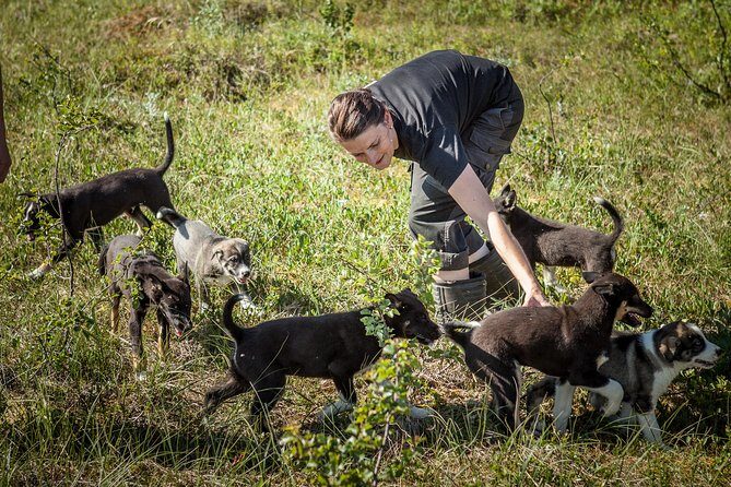 Puppy Training Experience at a Husky Farm in Tromso - Quick Hits: What Makes This Husky Puppy Training Day Work