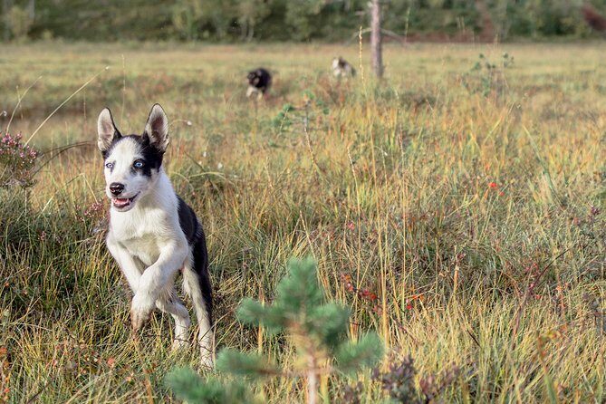 Puppy Training Experience at a Husky Farm in Tromso - Meet at Radisson Blu Tromsø: How Central Pickup Helps
